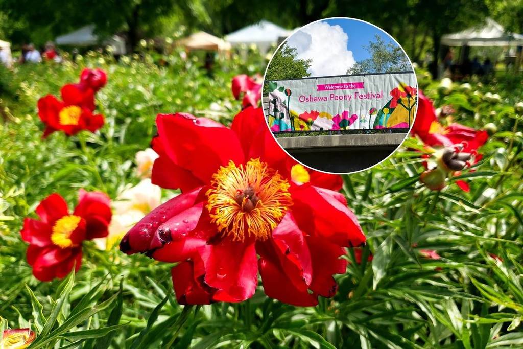Oshawa Peony Festival