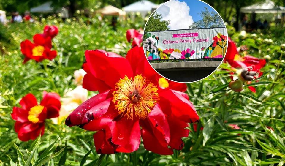 300 Varieties Of Peonies, Live Music, Food, and For Free—This Festival Near Toronto Has It All