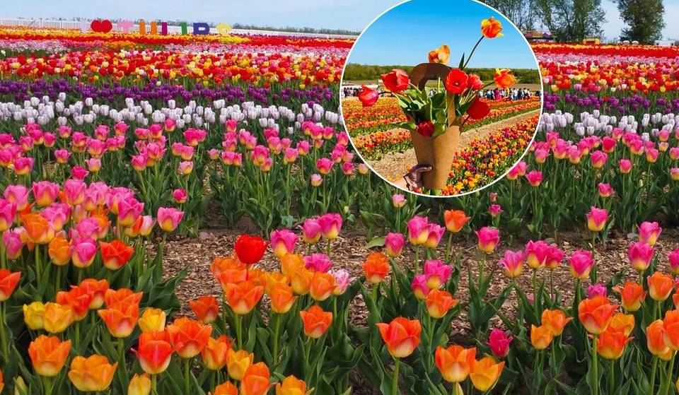 Une mer d’un million de tulipes colorées s’épanouira bientôt lors du plus grand festival de tulipes de la région du Grand Toronto