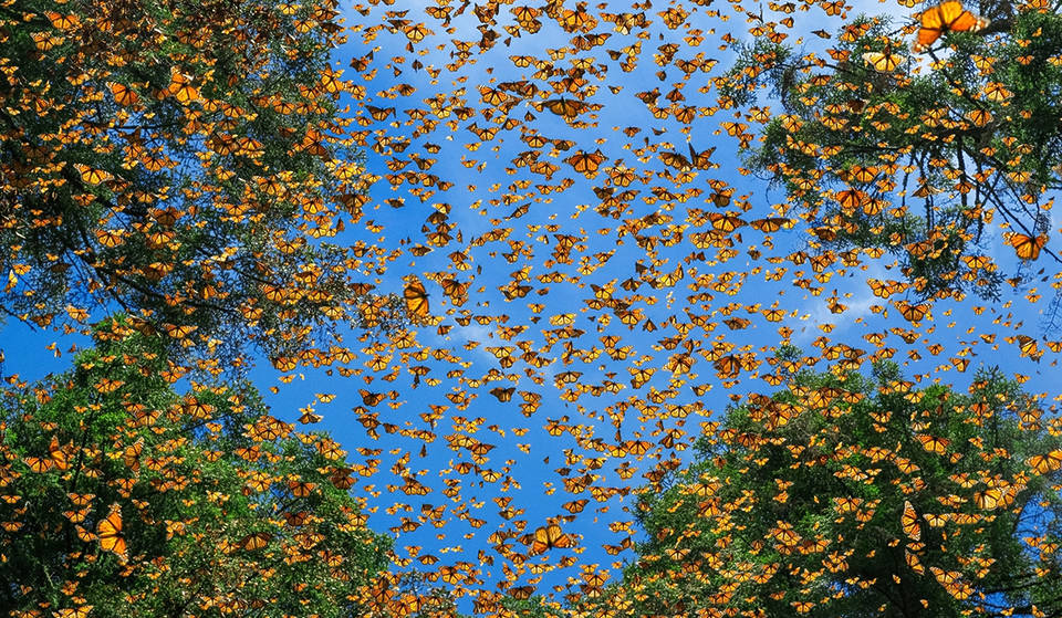 Millions Of Monarch Butterflies Will Migrate Back To Ontario This Spring — Here Are The Best Places To See Them