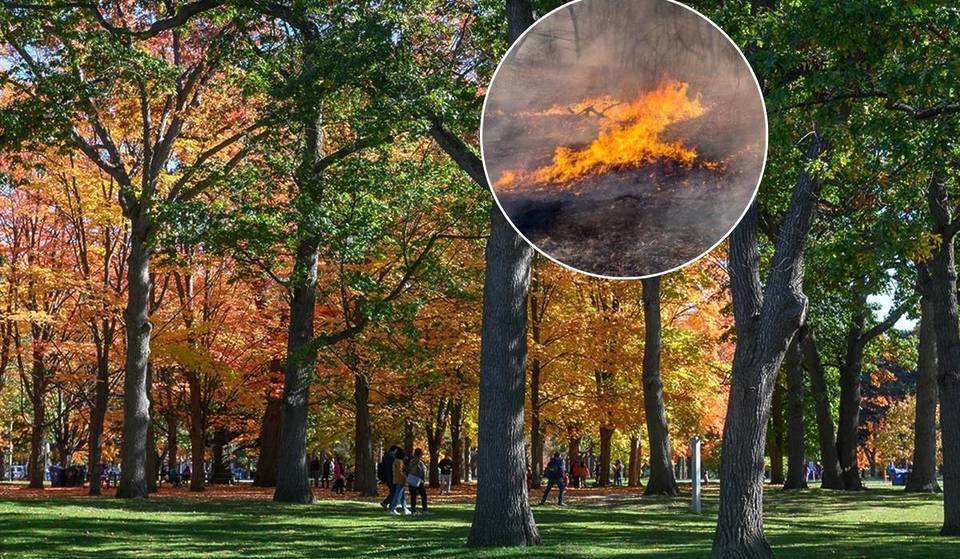 Two Major Parks In Toronto Will Be Intentionally Set On Fire This Month — Here’s What To Know
