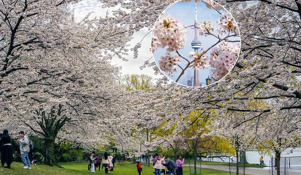 This Park In Toronto Was Named A Top Cherry Blossom Destination For 2026 — Here’s Where To Find The Best Blooms