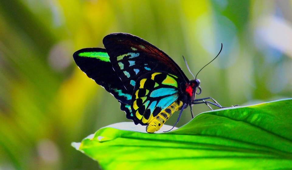 This Tropical Butterfly Paradise Near Toronto Feels Like Stepping Into Another World