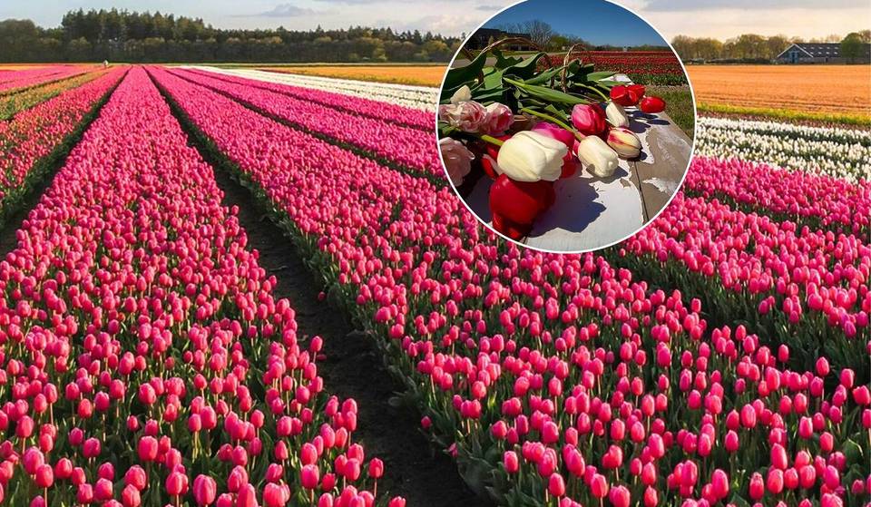 À seulement 1 heure de Toronto, 1,2 million de tulipes vont transformer cette ferme familiale en « mini-Pays-Bas »