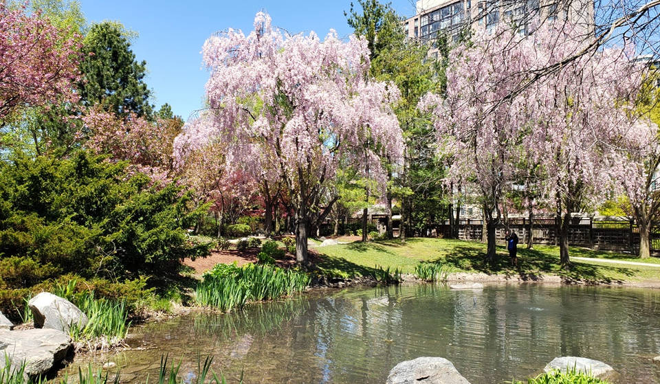 Cette oasis japonaise sereine près de Toronto est un refuge caché pour éviter les foules massives de High Park venues admirer les cerisiers en fleurs