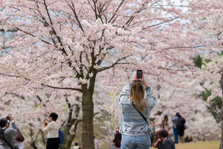 10 Magical Spots In Toronto To See Cherry Blossoms