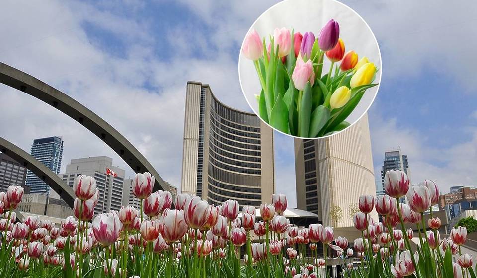15,000 free tulips are being given away in Toronto this weekend to celebrate a secret piece of Canadian history
