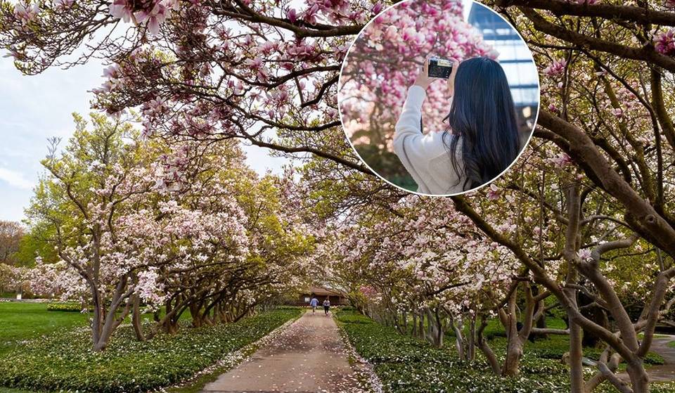 À seulement 1 h 30 de Toronto, ce parc paisible offre une voûte à couper le souffle composée de 50 magnolias roses