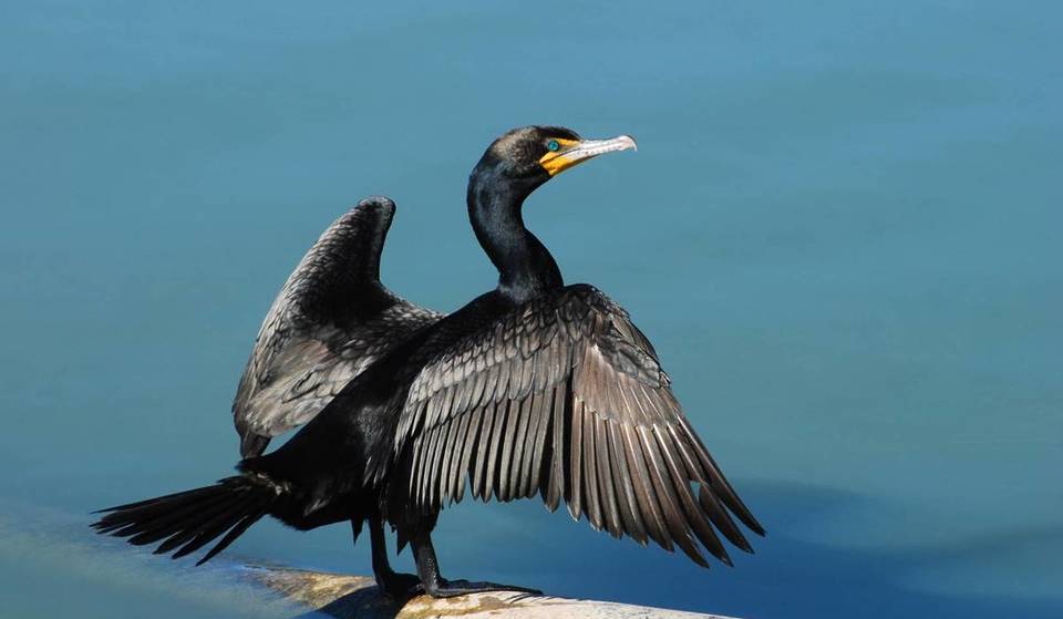 Toronto is sitting on a bird migration superhighway right now and most of the city has no idea