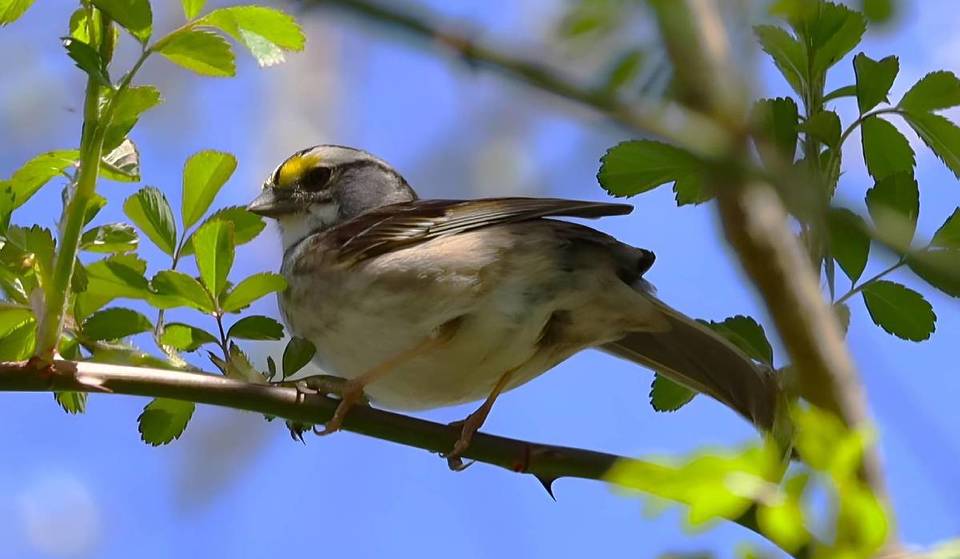 Le festival gratuit des oiseaux de Toronto célèbre une migration de 50 millions d’oiseaux que la plupart des gens ne remarquent jamais