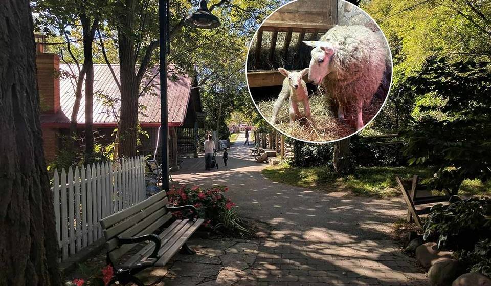 Riverdale Farm is Toronto’s free downtown escape where goats, barns, and country life feel surreal in the city
