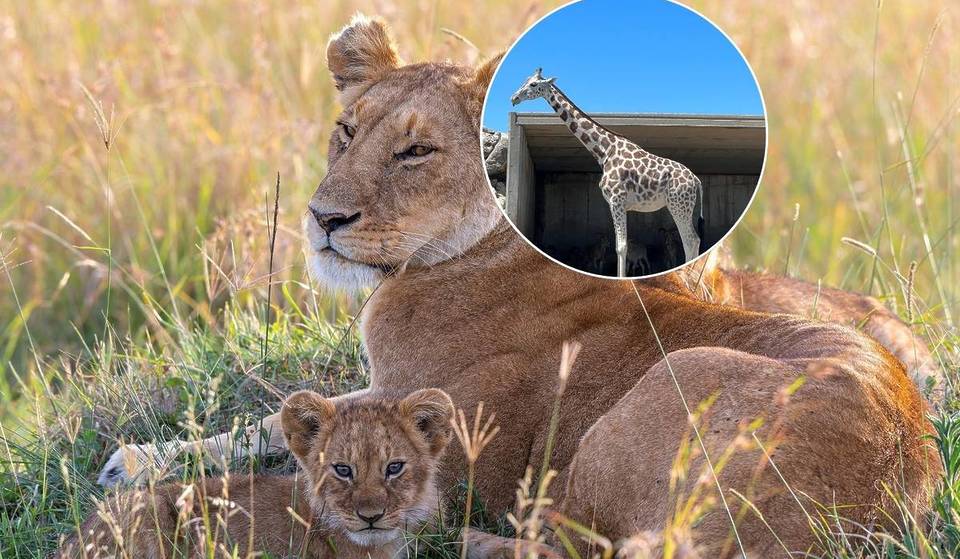 This real safari near Toronto lets you drive through 9 kilometres of wild adventure