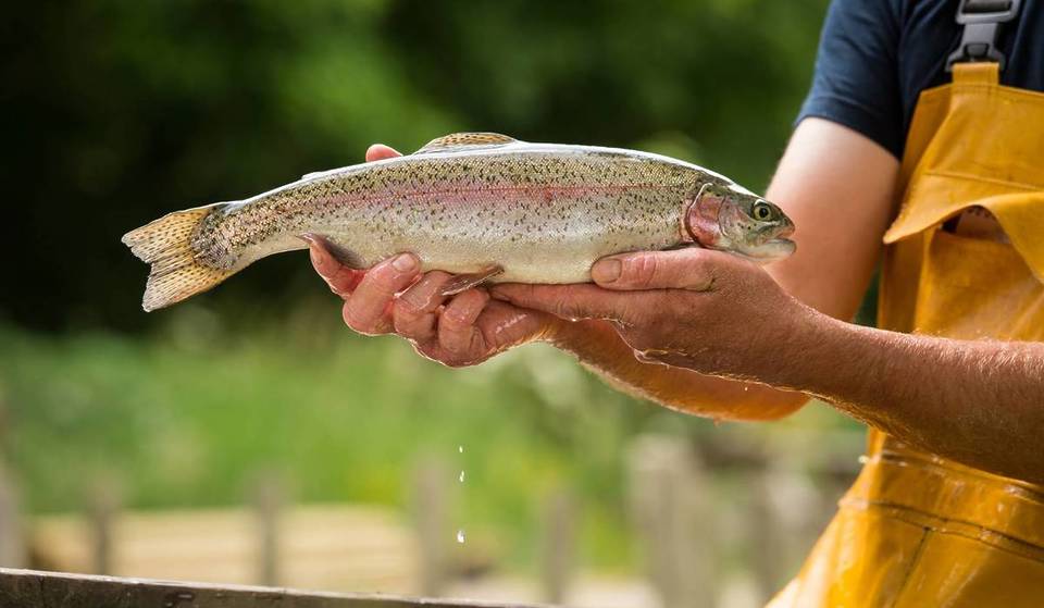 Hook your first rainbow trout at this beginner-friendly fishing escape near Toronto—no license required