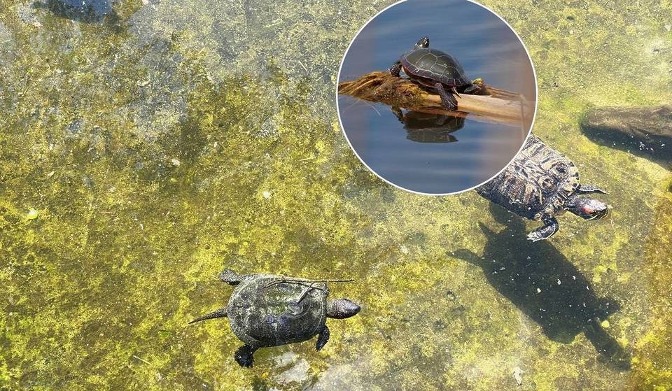 Turtles, wetlands, and golden hour—this Toronto evening field trip feels straight out of a nature documentary