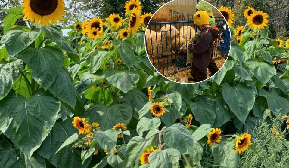 A real working farm near Toronto—where kids can run free and families slow down
