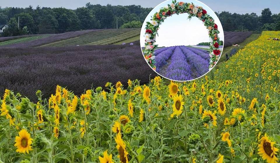 A stunning display of flower blooms returns at this farm near Toronto—and peak season is almost here
