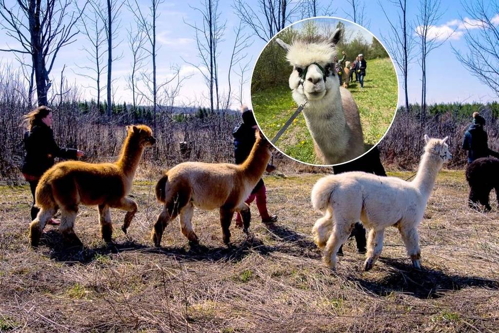Promène-toi avec des alpagas, rencontre des lamas célèbres et explore les sentiers pittoresques des Blue Mountains lors de cette expérience à la ferme d&rsquo;une heure, à un peu plus de 2 heures de Toronto