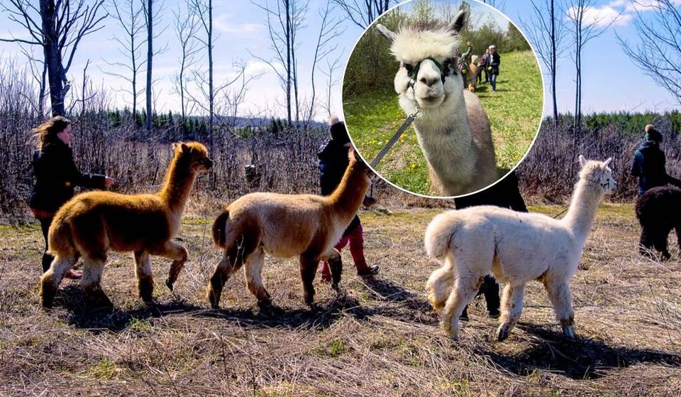 Walk alpacas, meet famous llamas, and explore scenic Blue Mountains trails on this one-hour farm experience—just over 2 hours from Toronto