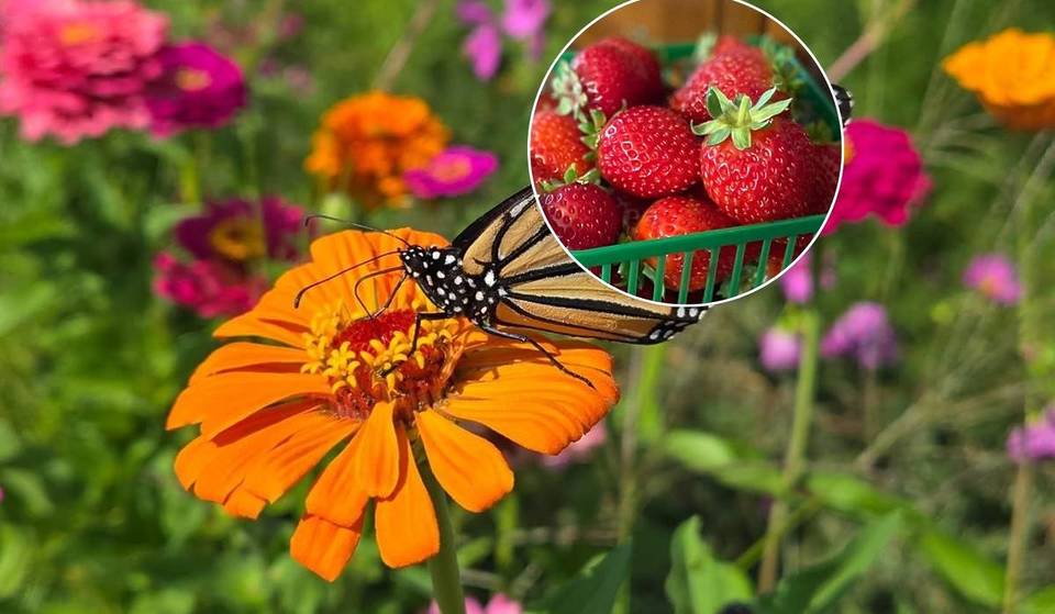 7 strawberry farms near Toronto where you can fill baskets with sun-ripened berries this summer