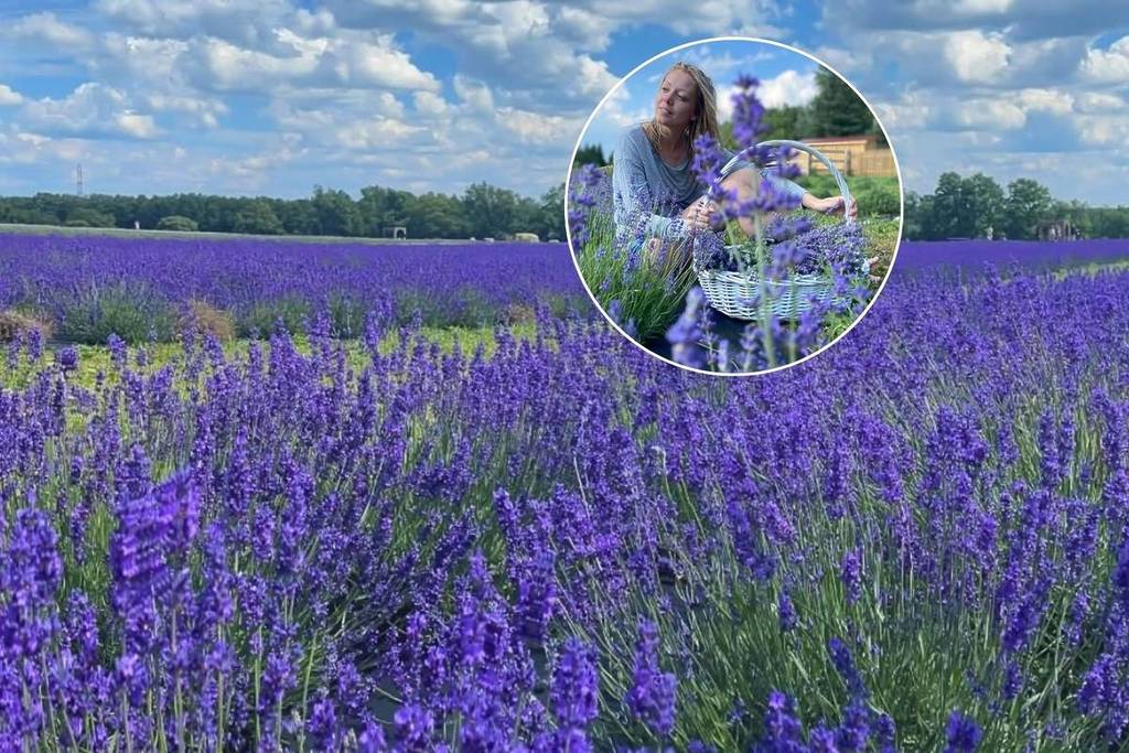 Just 1 hour from Toronto, this serene lavender farm with 30,000-purple blooms reopens for summer next week