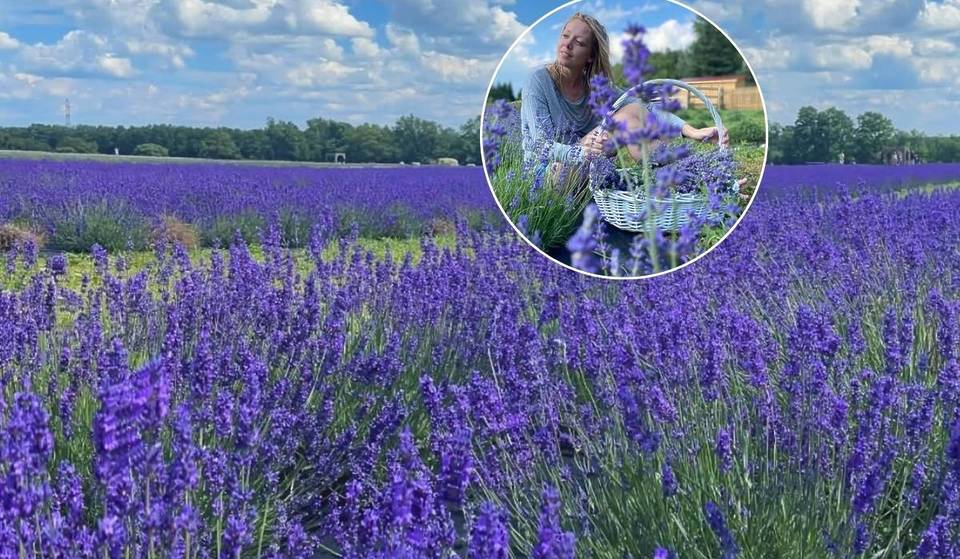 Just 1 hour from Toronto, this serene lavender farm with 30,000-purple blooms reopens for summer next week