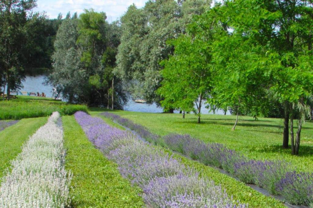 This lavender farm about an hour from Toronto overlooks a scenic spring-fed lake