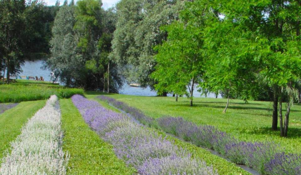 This lavender farm about an hour from Toronto overlooks a scenic spring-fed lake