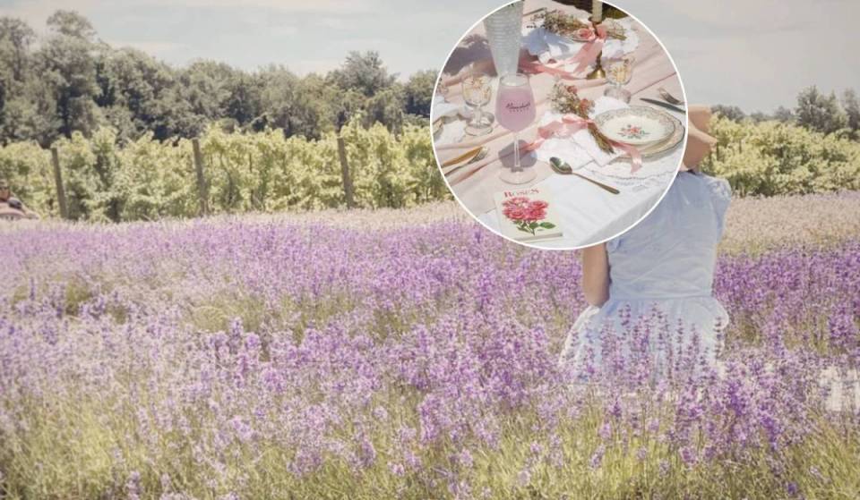 This lavender farm less than 2 hours from Toronto will soon be covered in purple blooms
