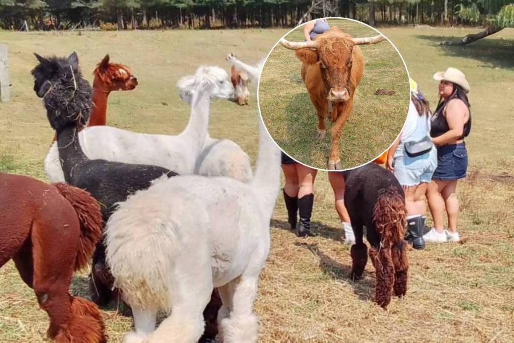 Just over an hour from Toronto, this charming farm lets you feed Highland cows and cuddle alpacas