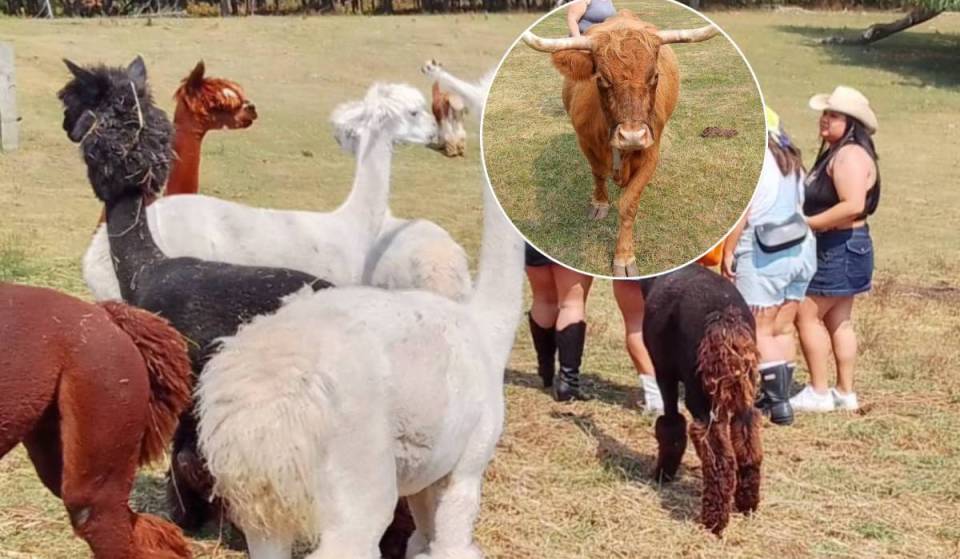 Just over an hour from Toronto, this charming farm lets you feed Highland cows and cuddle alpacas