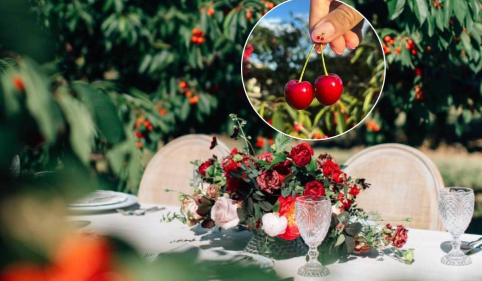 One of the closest U-pick cherry orchards to Toronto is open, but the season only lasts a few weeks