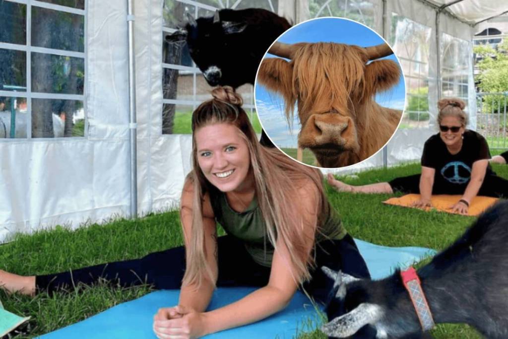 90 minutes from Toronto, this award-winning farm is home to goat yoga, alpacas, and mini Highland cows