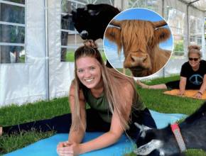90 minutes from Toronto, this award-winning farm is home to goat yoga, alpacas, and mini Highland cows
