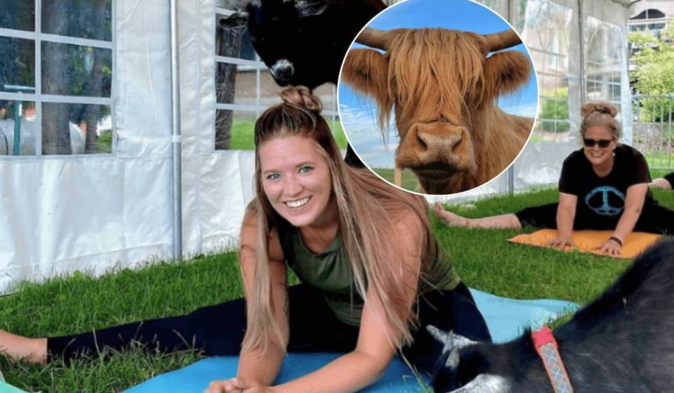 90 minutes from Toronto, this award-winning farm is home to goat yoga, alpacas, and mini Highland cows