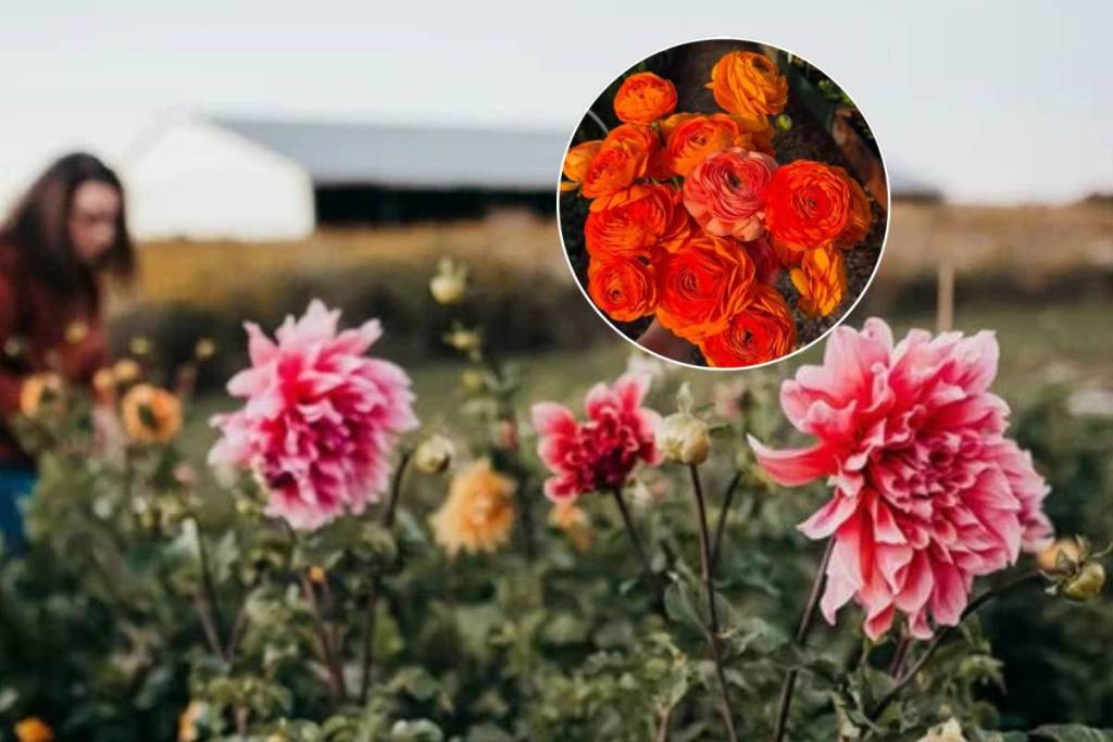 À seulement 90 minutes de Toronto, cette ferme florale te permet de faire du yoga au milieu de champs en fleurs