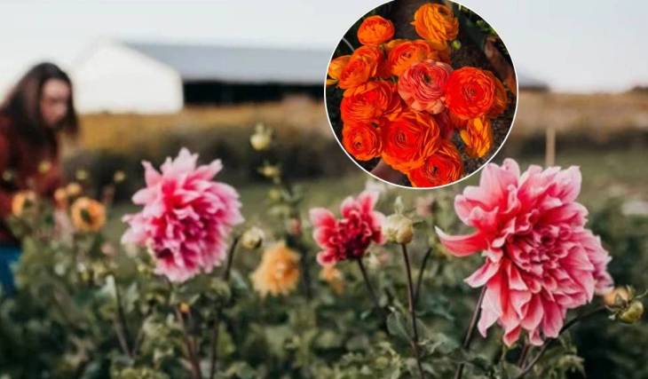 Just 90 minutes from Toronto, this flower farm lets you do yoga among blooming fields