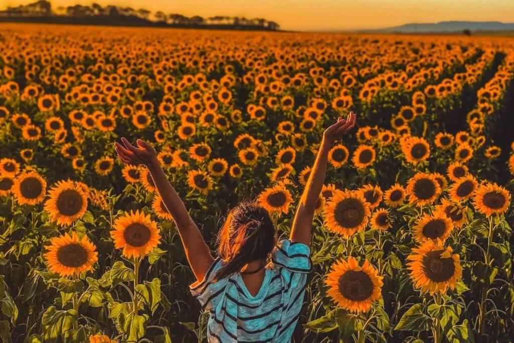 This 20-acre sunflower field near Toronto is about to burst into bloom with more than 400,000 sunflowers