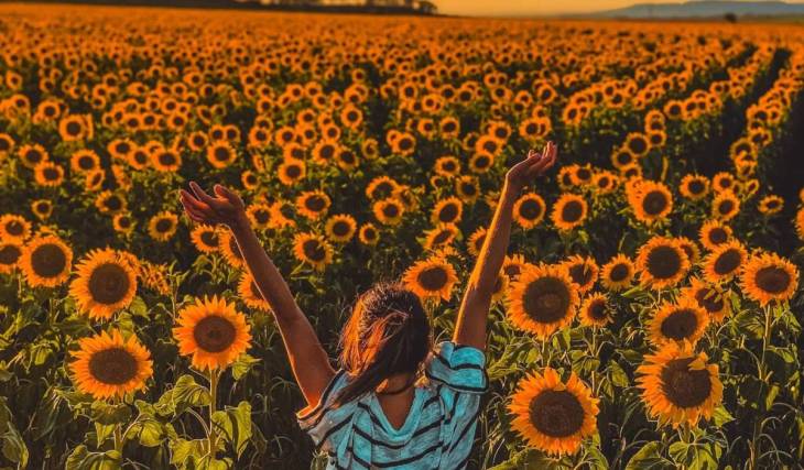 This 20-acre sunflower field near Toronto is about to burst into bloom with more than 400,000 sunflowers