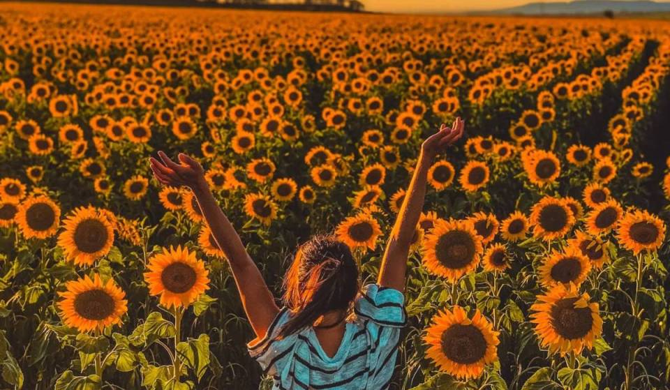 This 20-acre sunflower field near Toronto is about to burst into bloom with more than 400,000 sunflowers