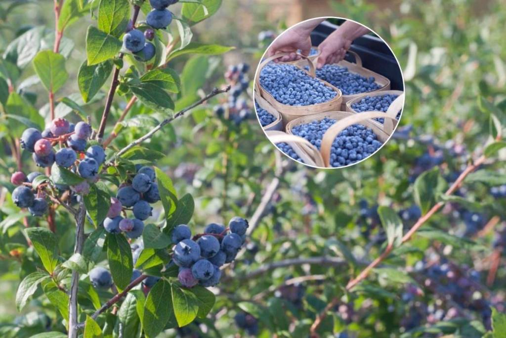 À seulement 1 heure de Toronto, ce verger pittoresque te permet de cueillir tes propres myrtilles et de goûter leur célèbre glace à la myrtille