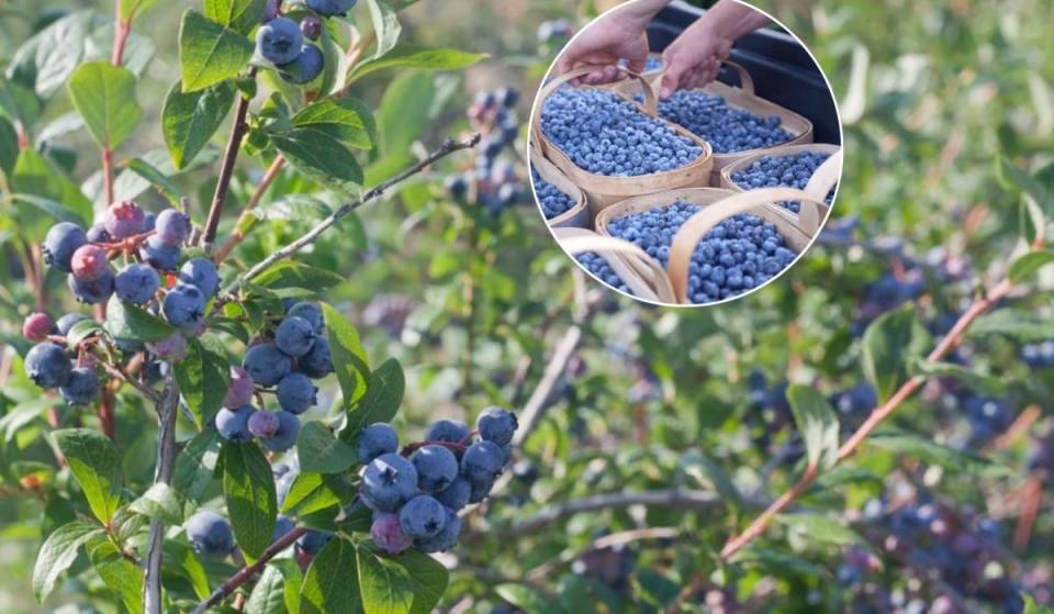 Just 1 hour from Toronto, this scenic orchard lets you pick your own blueberries and try their famous bluberry ice cream