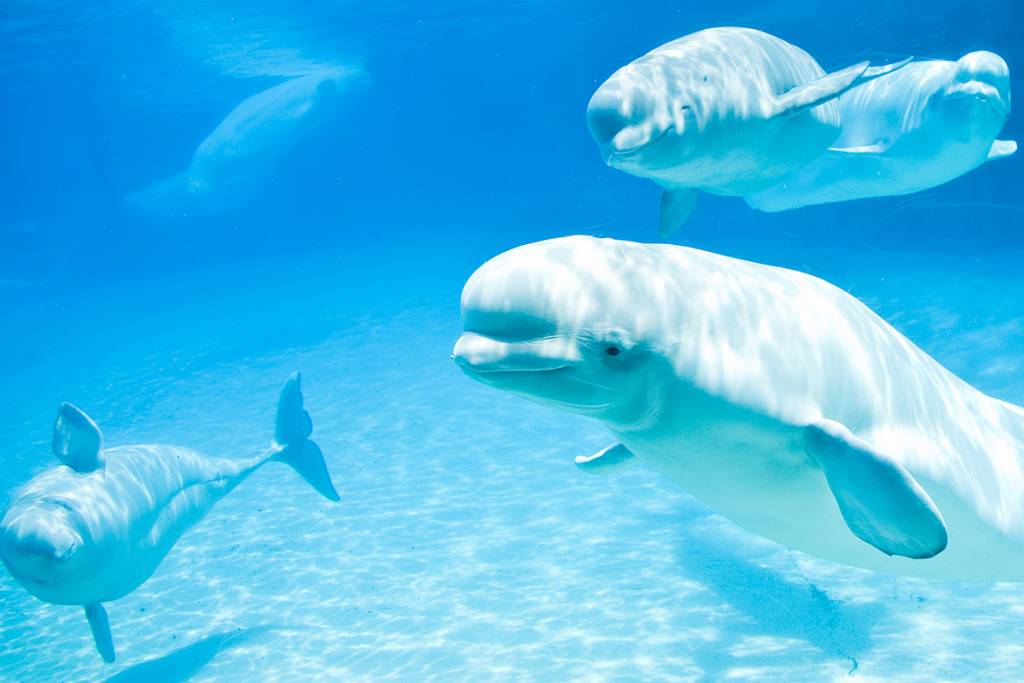 Les bélugas de Marineland sont enfin transférés hors de Niagara Falls dans le cadre d’une mission de sauvetage historique
