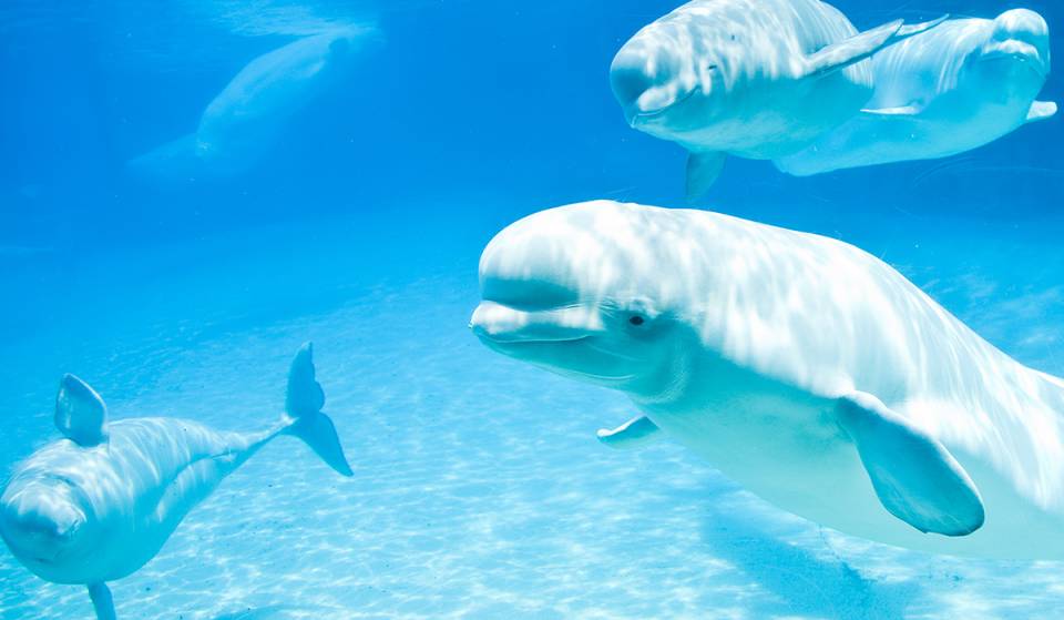 Marineland’s beluga whales are finally being relocated out of Niagara Falls in a historic rescue mission