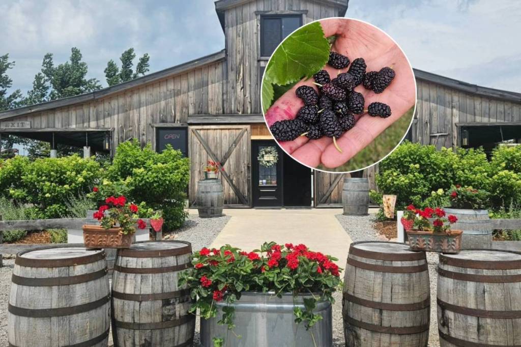 La plupart des gens n’ont jamais cueilli ces fruits — et tu peux le faire dans une ferme située à une heure et demie de Toronto