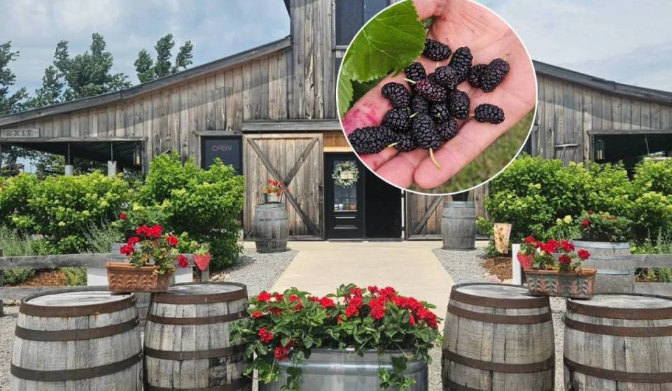 Most people have never picked this fruit—and you can do it at a farm 1.5 hours from Toronto