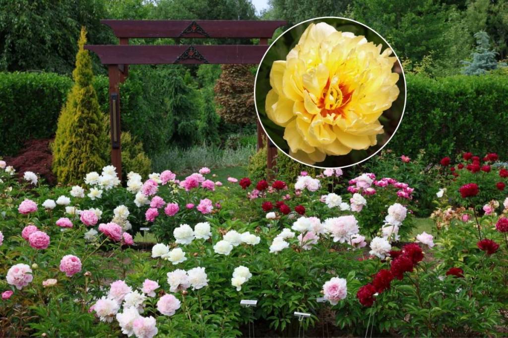 Un ancien champ de maïs situé à deux heures de Toronto abrite désormais la plus grande collection publique de pivoines d’Amérique du Nord