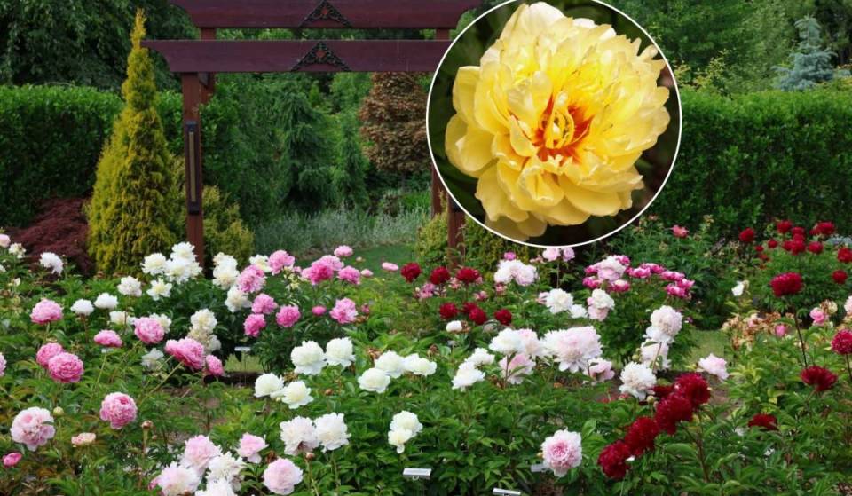Un ancien champ de maïs situé à deux heures de Toronto abrite désormais la plus grande collection publique de pivoines d’Amérique du Nord
