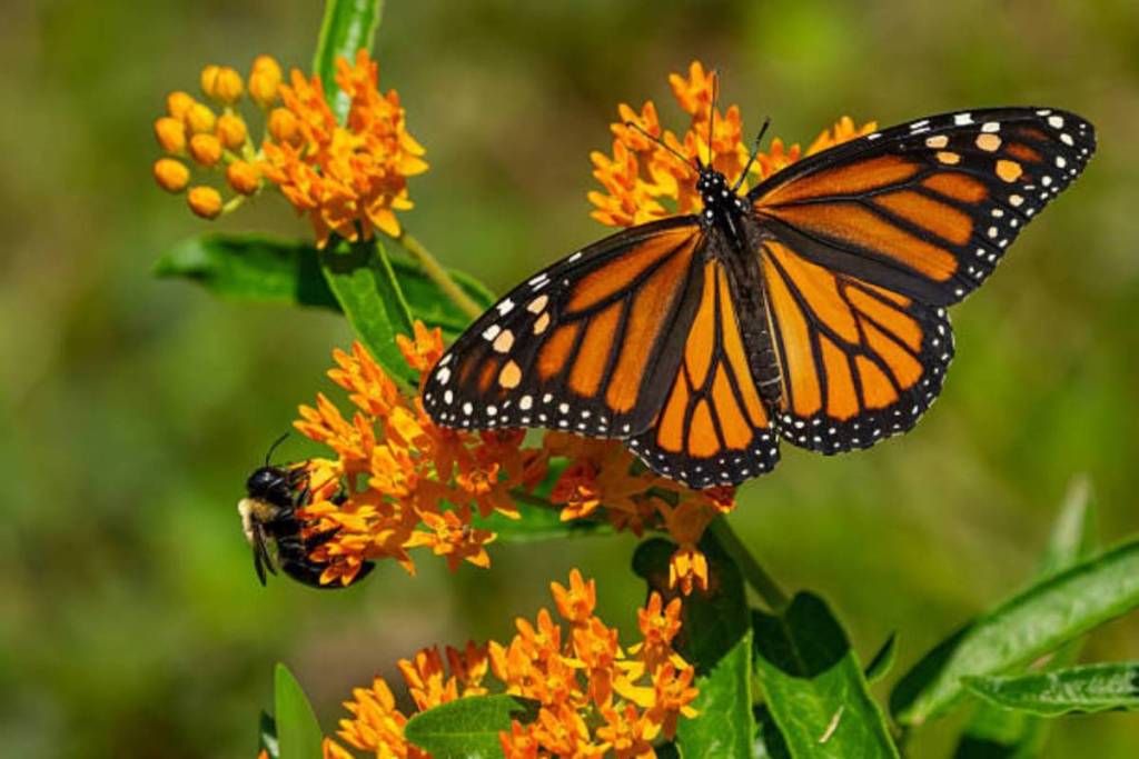 This free Toronto festival lets you watch thousands of monarch butterflies begin their epic migration