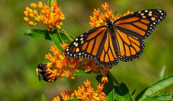 This free Toronto festival lets you watch thousands of monarch butterflies begin their epic migration