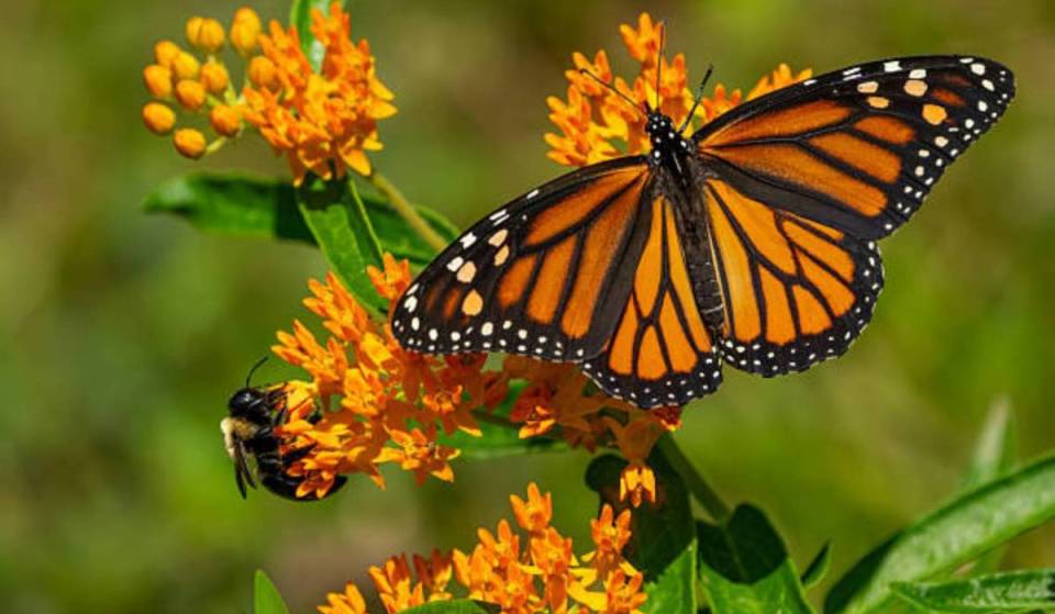 This free Toronto festival lets you watch thousands of monarch butterflies begin their epic migration
